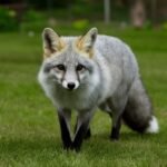 How to Tame a Silver Fox: Understanding Behavior, Building Trust, and Responsible Care